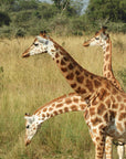 Uganda Tote (by Liz Powell)