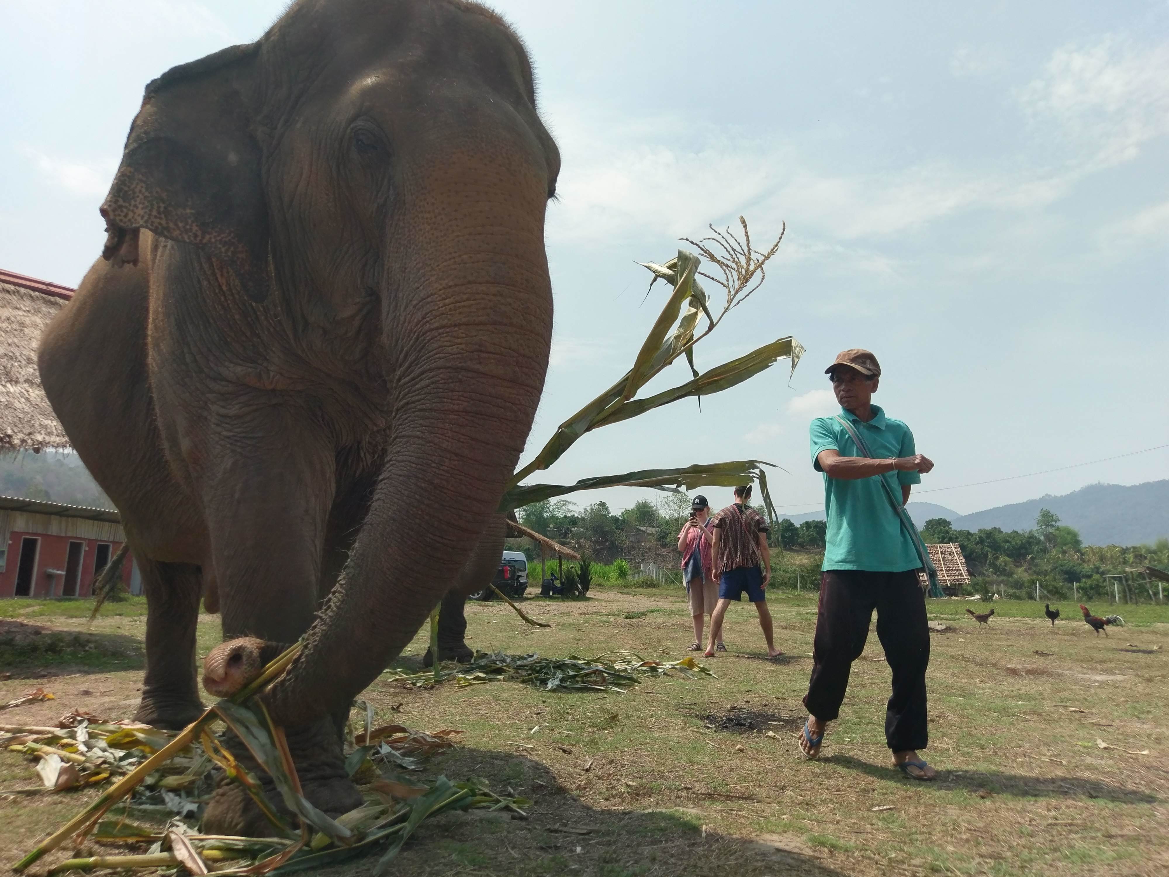 Eye of the Thai-ger